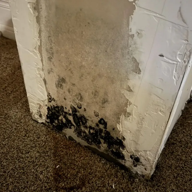 Professional Mold Removal in Day Valley, CA